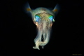   Squid  